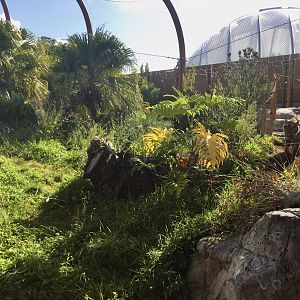 Sumatran Tiger Exhibit (Medium) - Zayana Patrolling