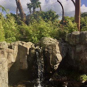 Sumatran Tiger (Zayana) Spying on Otters