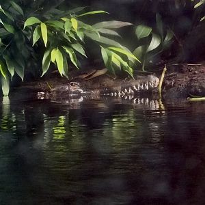 Sumpit - Female False Gharial Snout