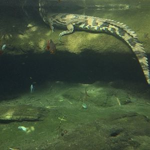 Malu - Female False Gharial