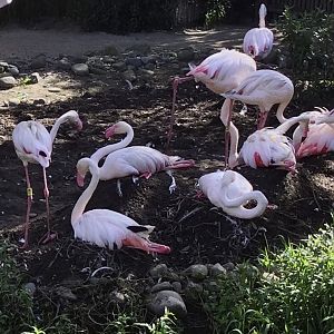 Greater Flamingo Flock