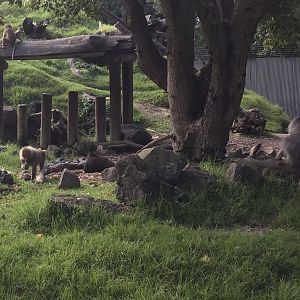 Hamadryas Baboon - Life Stages