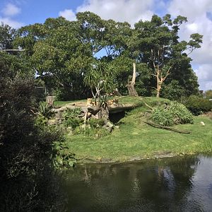 African Lion Exhibit - Lionesses Sunbathing