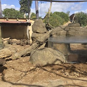 Slender-tailed Meerkat Exhibit (Large) - Perspex Viewing Dome