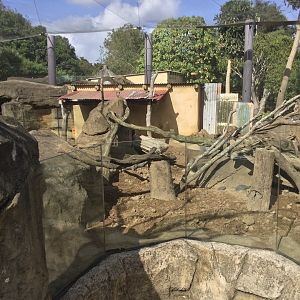 Slender-tailed Meerkat Exhibit (Large)
