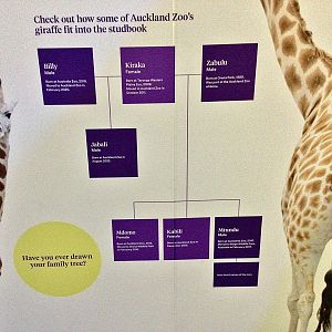 Giraffe Family Tree
