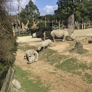 Southern White Rhinoceros/Giraffe Exhibits