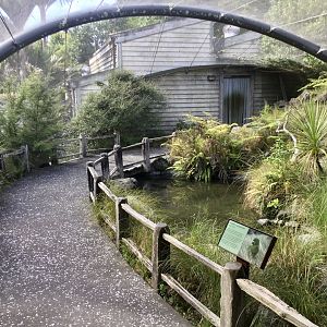 New Zealand Native Precinct - The Islands