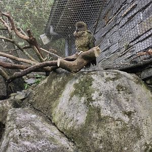 Kea (Nestor notabilis)