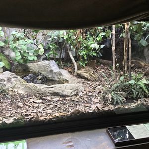 Tuatara Exhibit