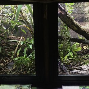Media 'New Zealand Native Precinct - Skink Exhibits' in category 'Auckland Zoo'