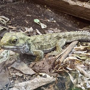 Tuatara (Sphenodon punctatus)