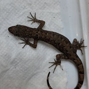 Gonatodes humeralis ?