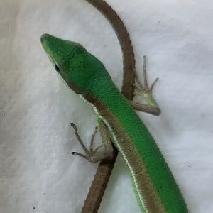 Takydromus smaragdinus