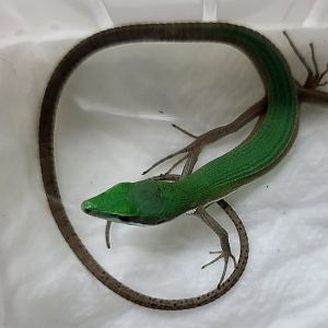 Takydromus smaragdinus