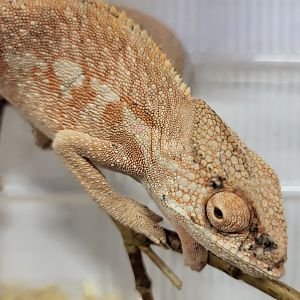 Furcifer pardalis - Ambilobe