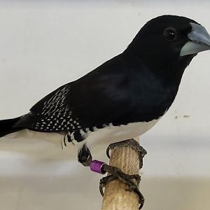 Black and white munia