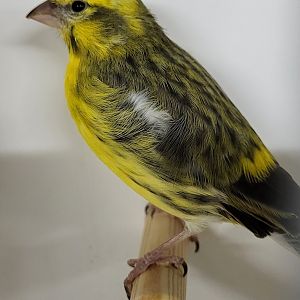 White-bellied canary