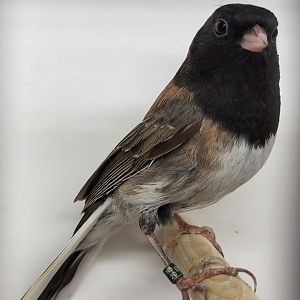 Dark-eyed junco