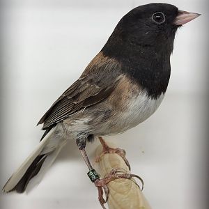 Dark-eyed junco