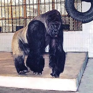 “Bouleman”The Western Lowland Gorilla（Gorilla Gorilla Gorilla）