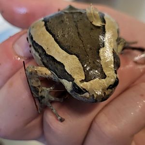 Banded bullfrog - Kaloula pulchra