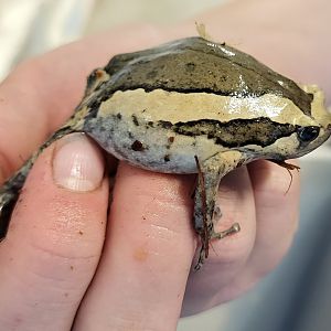 Banded bullfrog - Kaloula pulchra