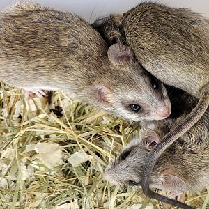 Acacia rats