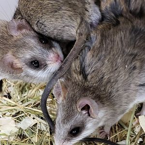 Acacia rats