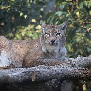 Eurasian Lynx