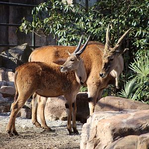 Common Eland