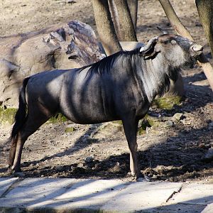 Blue Wildebeest Scratching
