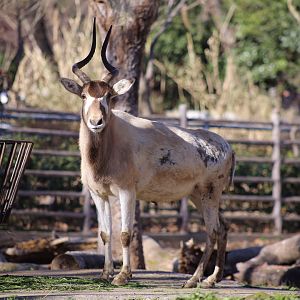 Addax