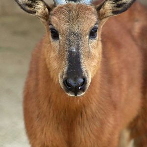 Red Goral (Naemorhedus baileyi)