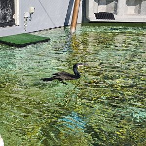 Aviary - Eurasian cormorant
