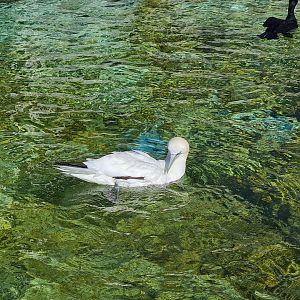 Aviary - Northern gannet