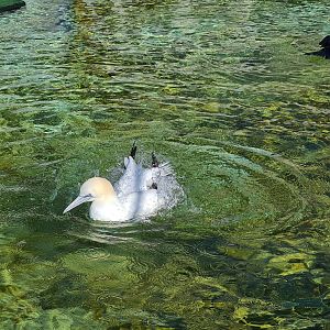 Aviary - Northern gannet