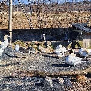 Aviary - Northern gannet, Black-backed gull, Eurasian cormorant