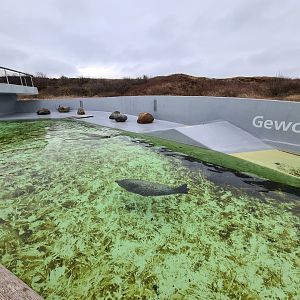 Harbour seal permanent enclosure