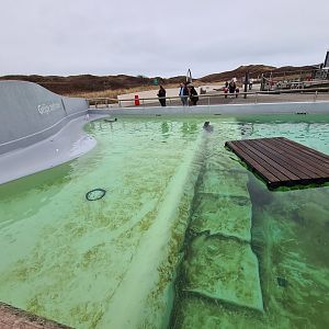 Grey seal permanent enclosure