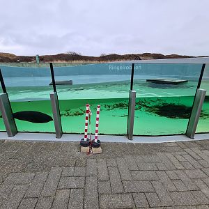 Ringed seal permanent enclosure