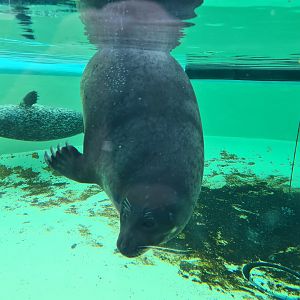 Ringed seal "Bob"