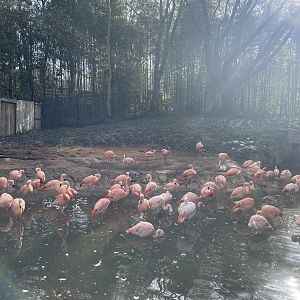 Zoo Atlanta- Chilean Flamingo Exhibit