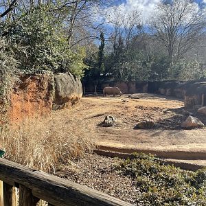 Zoo Atlanta- White Rhino Exhibit