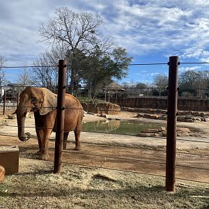 Zoo Atlanta- African Elephant Exhibit