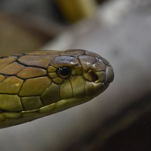 King cobra portrait