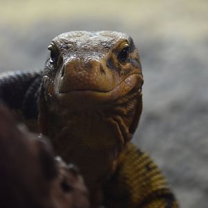 Mindanao water monitor portrait
