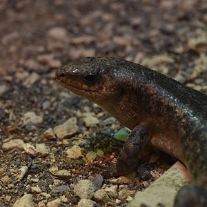 Round Island skink