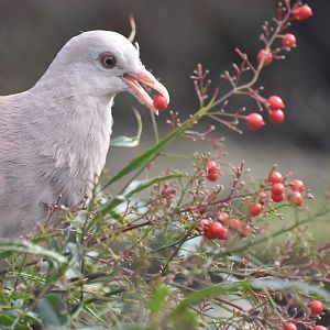 Pink pigeon feeding