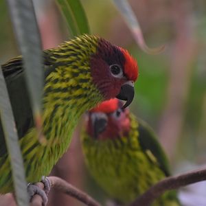Goldie's lorikeet and partner in crime